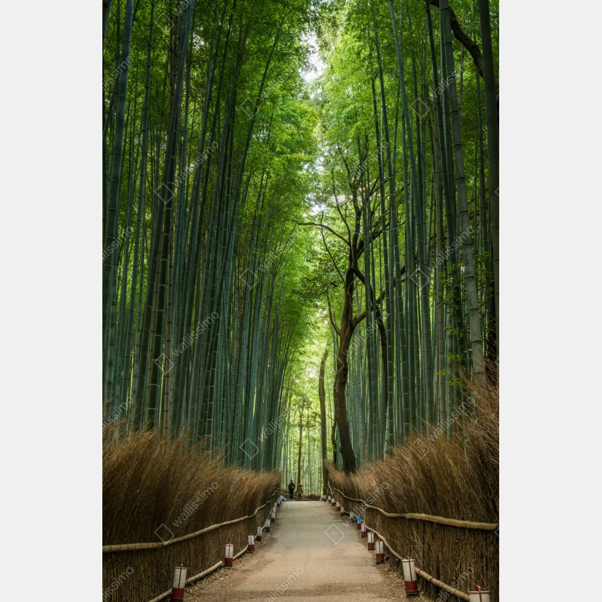 Naklejka repozycjonowalna spokojna alejka w bambusowym gaju – Wallissimo® Naklejka repozycjonowalna spokojna alejka w bambusowym gaju – Wallissimo®