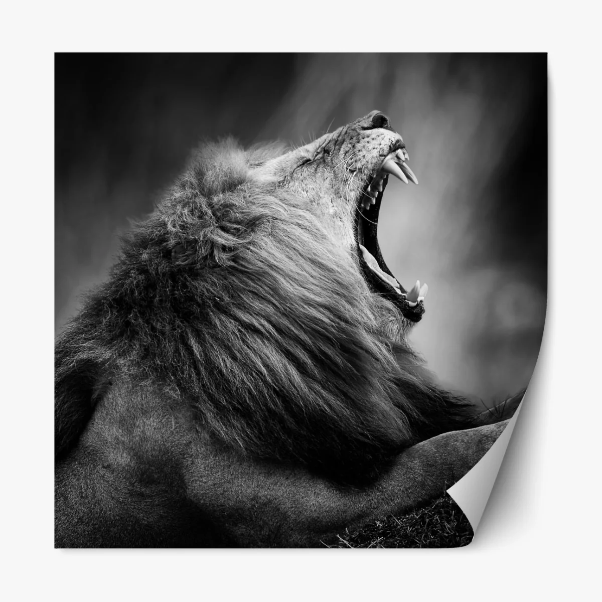 Naklejka repozycjonowalna majestatyczny ryczący lew w monochromie – Wallissimo® Naklejka repozycjonowalna majestatyczny ryczący lew w monochromie – Wallissimo®
