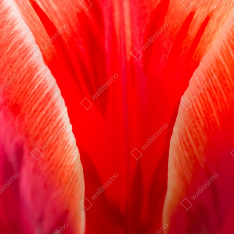 Naklejka repozycjonowalna intensywny czerwony tulipan zbliżenie – Wallissimo® Naklejka repozycjonowalna intensywny czerwony tulipan zbliżenie – Wallissimo®
