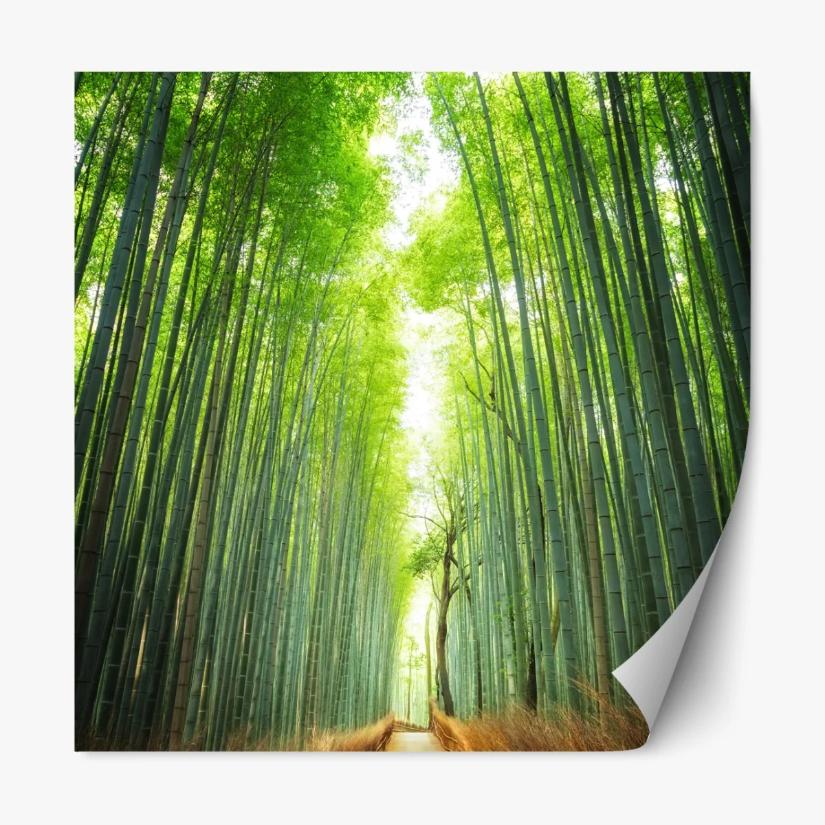 Naklejka repozycjonowalna ścieżka przez gaj bambusowy w Arashiyama – Wallissimo® Naklejka repozycjonowalna ścieżka przez gaj bambusowy w Arashiyama – Wallissimo®