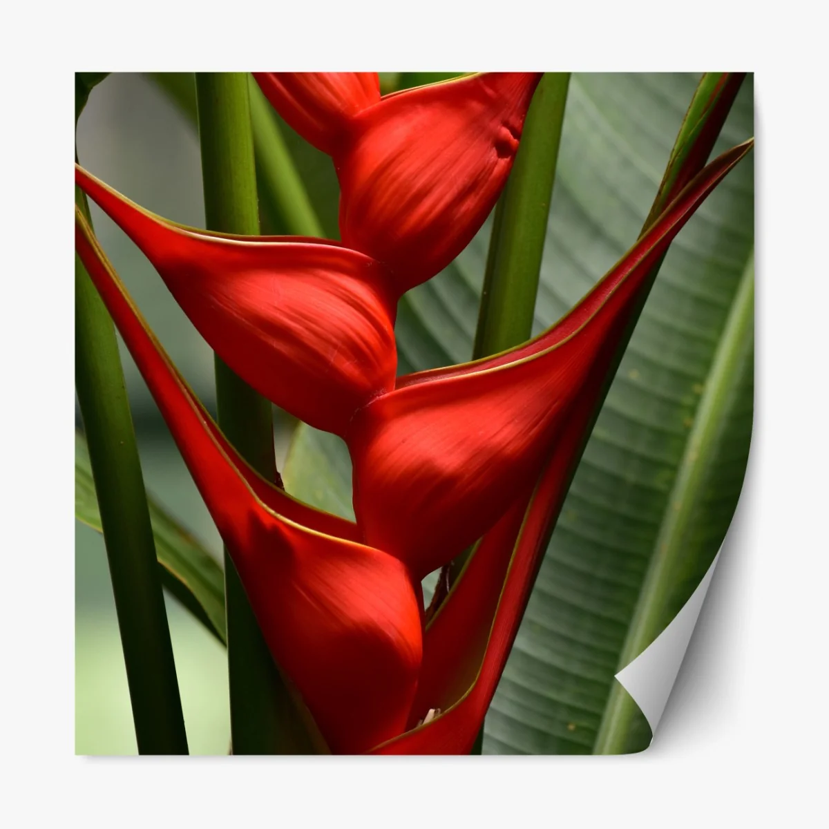 Naklejka repozycjonowalna intensywny czerwony kwiat heliconia – Wallissimo® Naklejka repozycjonowalna intensywny czerwony kwiat heliconia – Wallissimo®