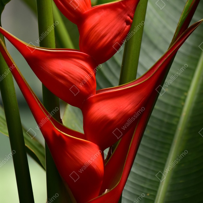 Naklejka repozycjonowalna intensywny czerwony kwiat heliconia – Wallissimo® Naklejka repozycjonowalna intensywny czerwony kwiat heliconia – Wallissimo®