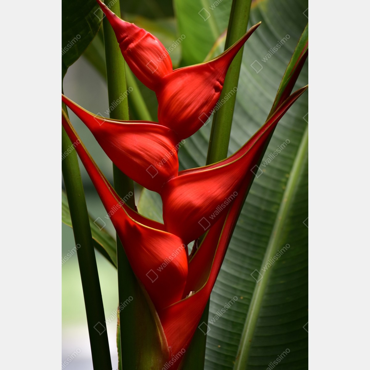 Naklejka repozycjonowalna intensywny czerwony kwiat heliconia – Wallissimo® Naklejka repozycjonowalna intensywny czerwony kwiat heliconia – Wallissimo®