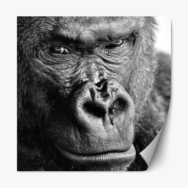 Naklejka repozycjonowalna intensywny portret goryla w czerni i bieli
