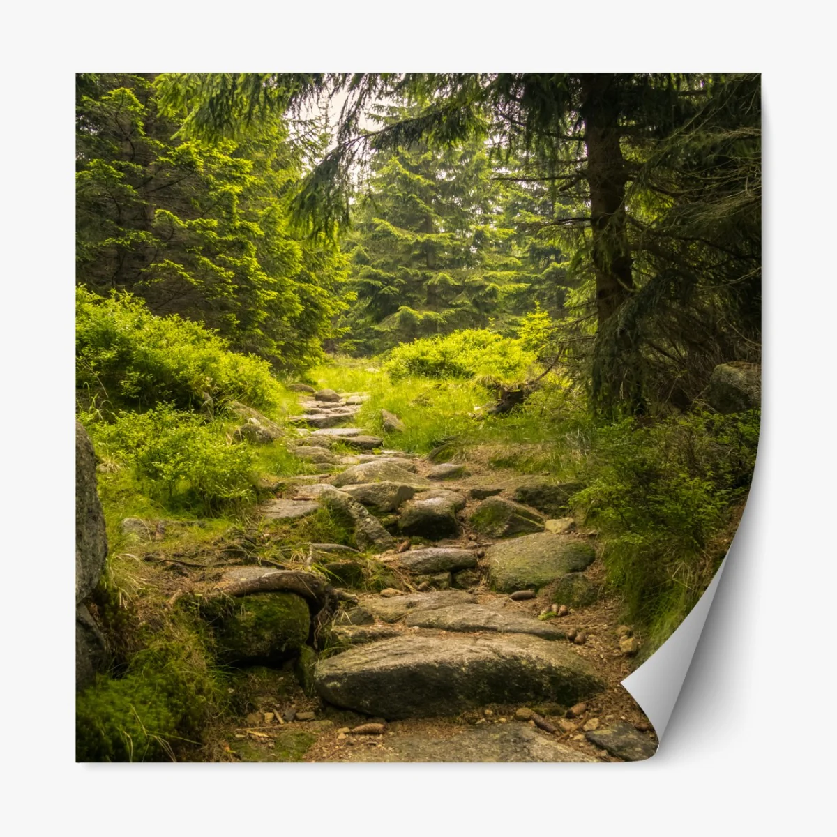 Naklejka repozycjonowalna spokojna leśna ścieżka wśród sosen – Wallissimo® Naklejka repozycjonowalna spokojna leśna ścieżka wśród sosen – Wallissimo®