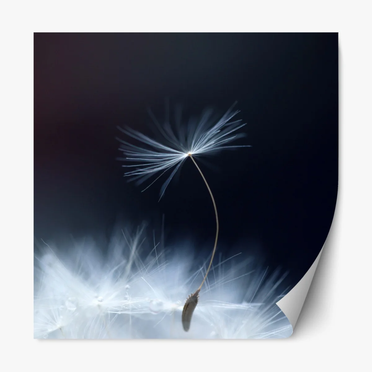 Naklejka repozycjonowalna delikatne zbliżenie nasiona dmuchawca – Wallissimo® Naklejka repozycjonowalna delikatne zbliżenie nasiona dmuchawca – Wallissimo®