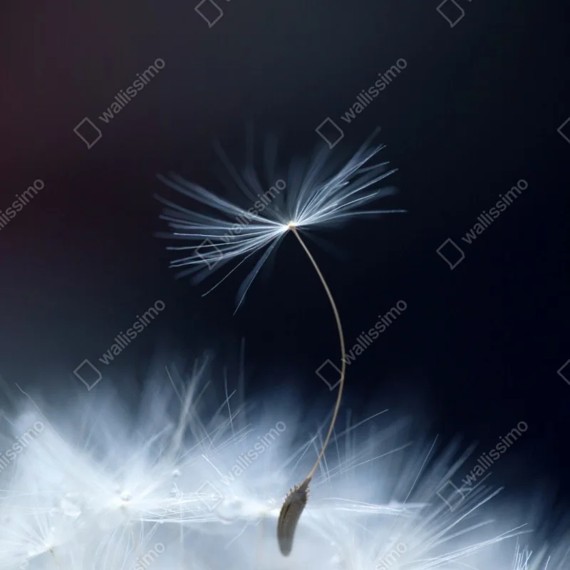 Naklejka repozycjonowalna delikatne zbliżenie nasiona dmuchawca – Wallissimo® Naklejka repozycjonowalna delikatne zbliżenie nasiona dmuchawca – Wallissimo®