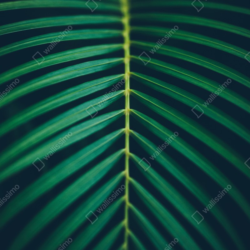 Naklejka repozycjonowalna pionowy liść palmy z bliska – Wallissimo® Naklejka repozycjonowalna pionowy liść palmy z bliska – Wallissimo®