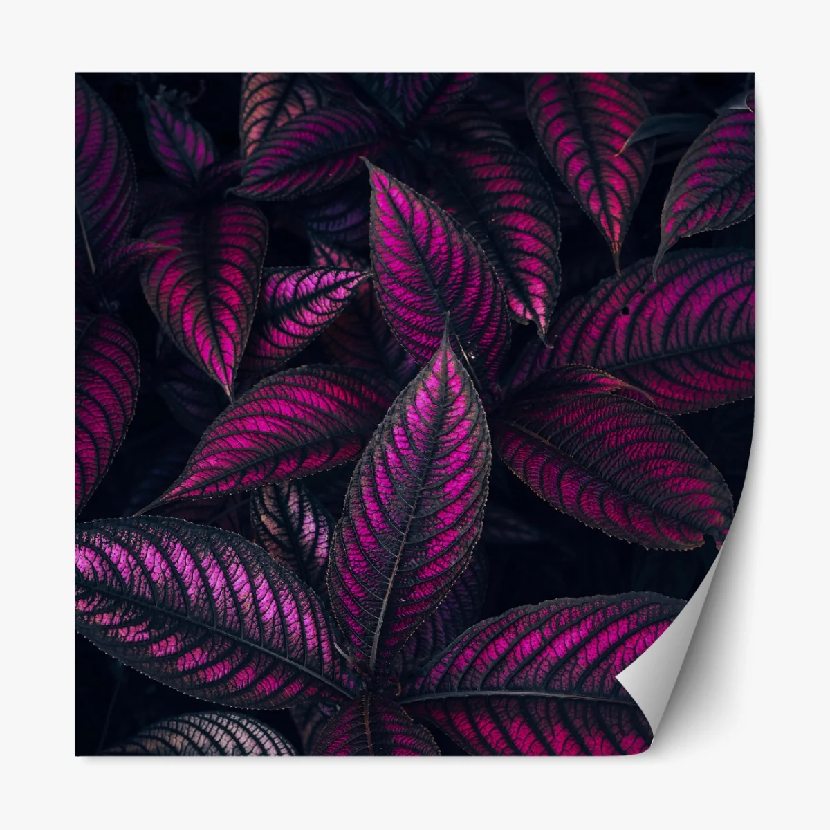 Naklejka repozycjonowalna intensywny fioletowy wzór liści – Wallissimo® Naklejka repozycjonowalna intensywny fioletowy wzór liści – Wallissimo®