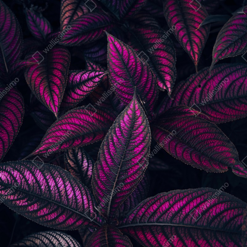 Naklejka repozycjonowalna intensywny fioletowy wzór liści – Wallissimo® Naklejka repozycjonowalna intensywny fioletowy wzór liści – Wallissimo®