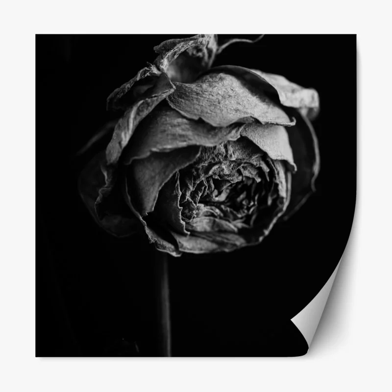 Naklejka repozycjonowalna monochromatyczna suszona róża