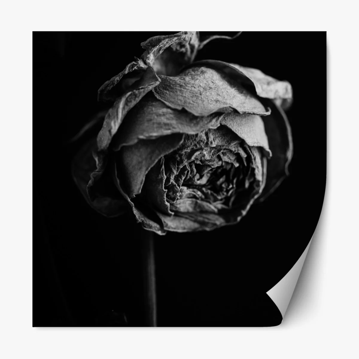 Naklejka repozycjonowalna monochromatyczna suszona róża – Wallissimo® Naklejka repozycjonowalna monochromatyczna suszona róża – Wallissimo®