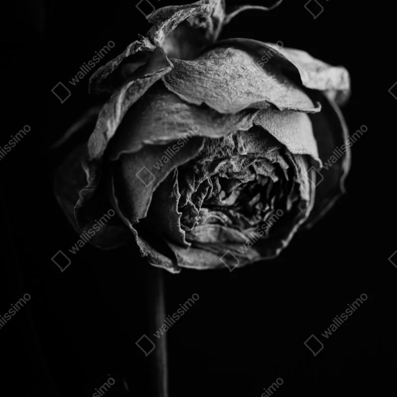 Naklejka repozycjonowalna monochromatyczna suszona róża – Wallissimo® Naklejka repozycjonowalna monochromatyczna suszona róża – Wallissimo®