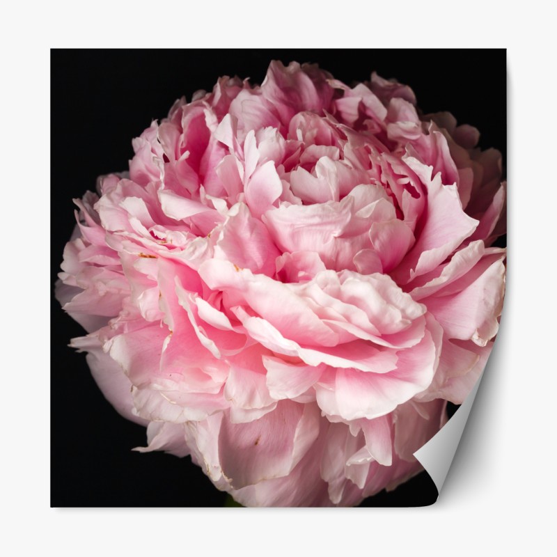 Naklejka repozycjonowalna botaniczny wzór z cytrynami – Wallissimo®