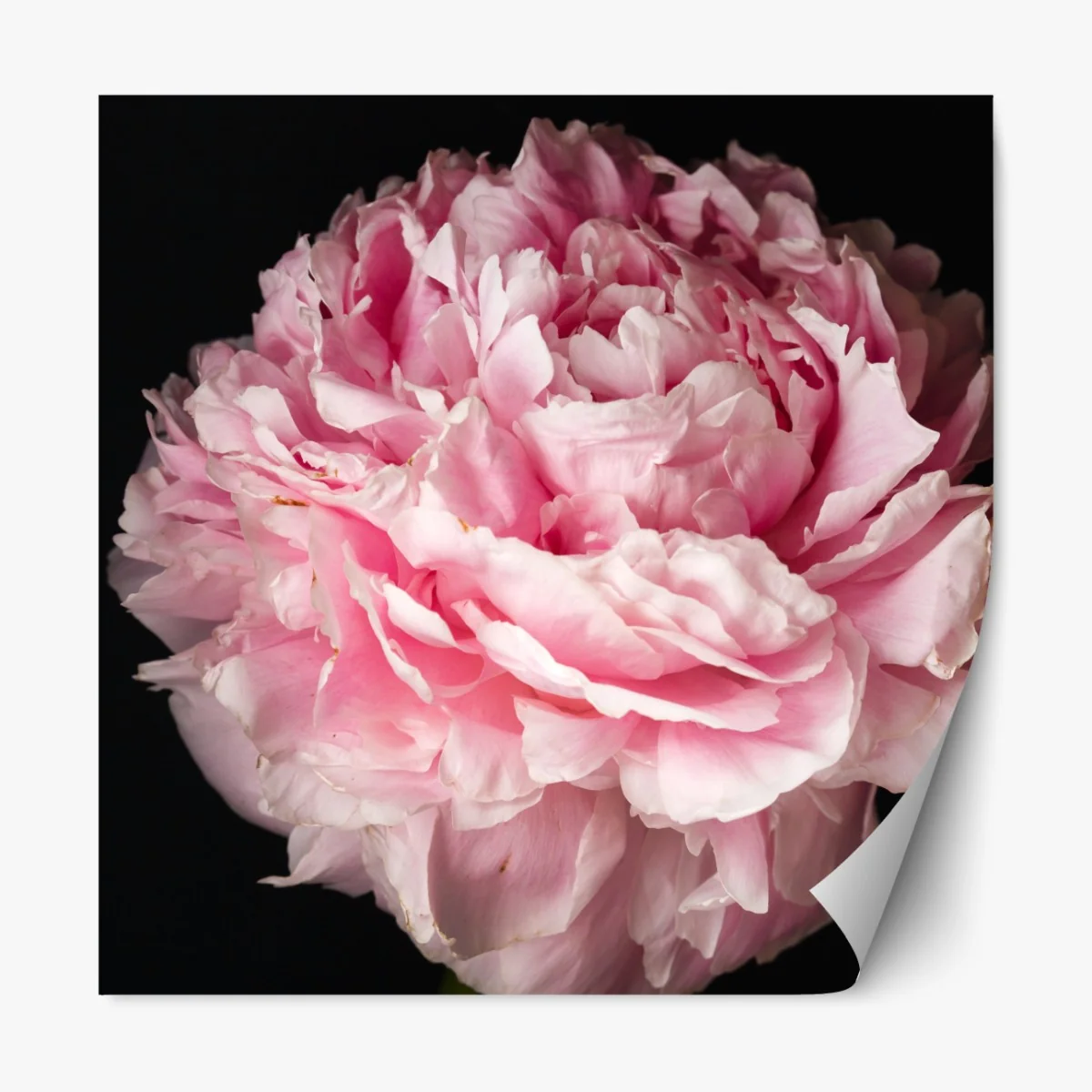 Naklejka repozycjonowalna delikatna różowa piwonia zbliżenie – Wallissimo® Naklejka repozycjonowalna delikatna różowa piwonia zbliżenie – Wallissimo®