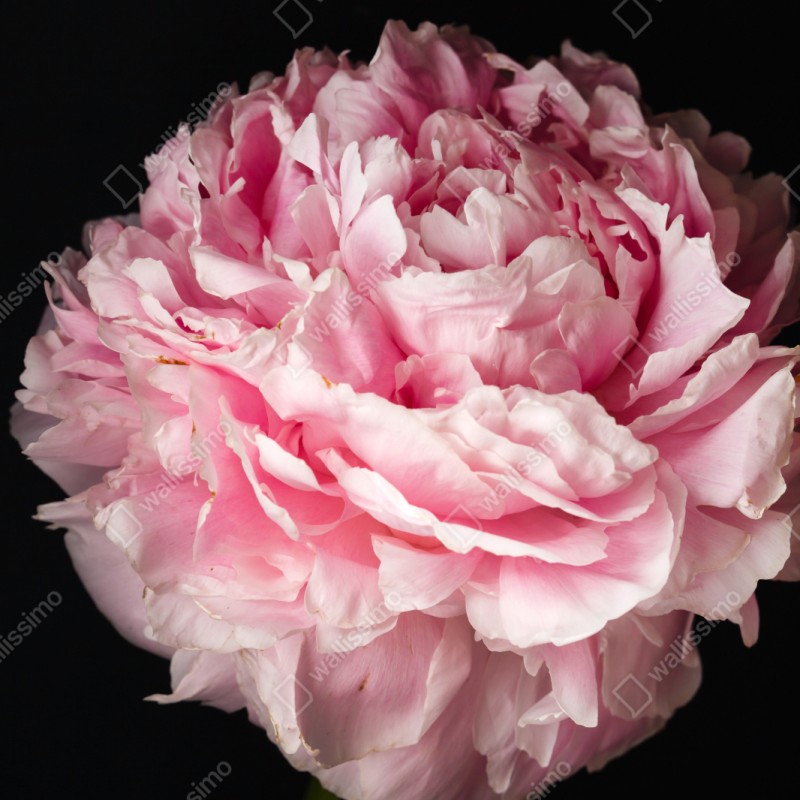 Naklejka repozycjonowalna delikatna różowa piwonia zbliżenie – Wallissimo® Naklejka repozycjonowalna delikatna różowa piwonia zbliżenie – Wallissimo®