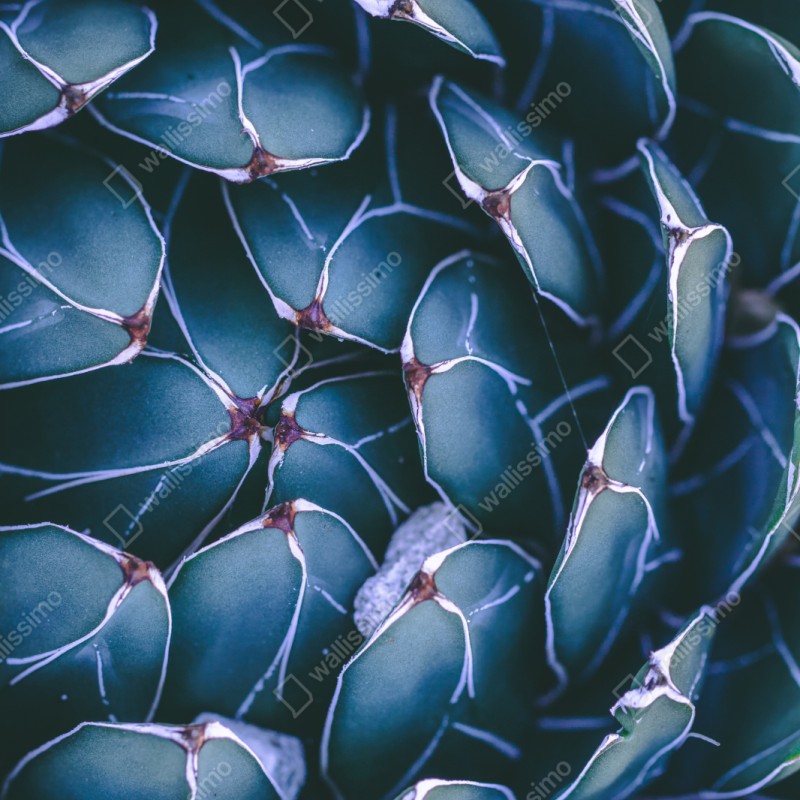 Naklejka repozycjonowalna geometryczne zbliżenie sukulenta w turkusie – Wallissimo® Naklejka repozycjonowalna geometryczne zbliżenie sukulenta w turkusie – Wallissimo®