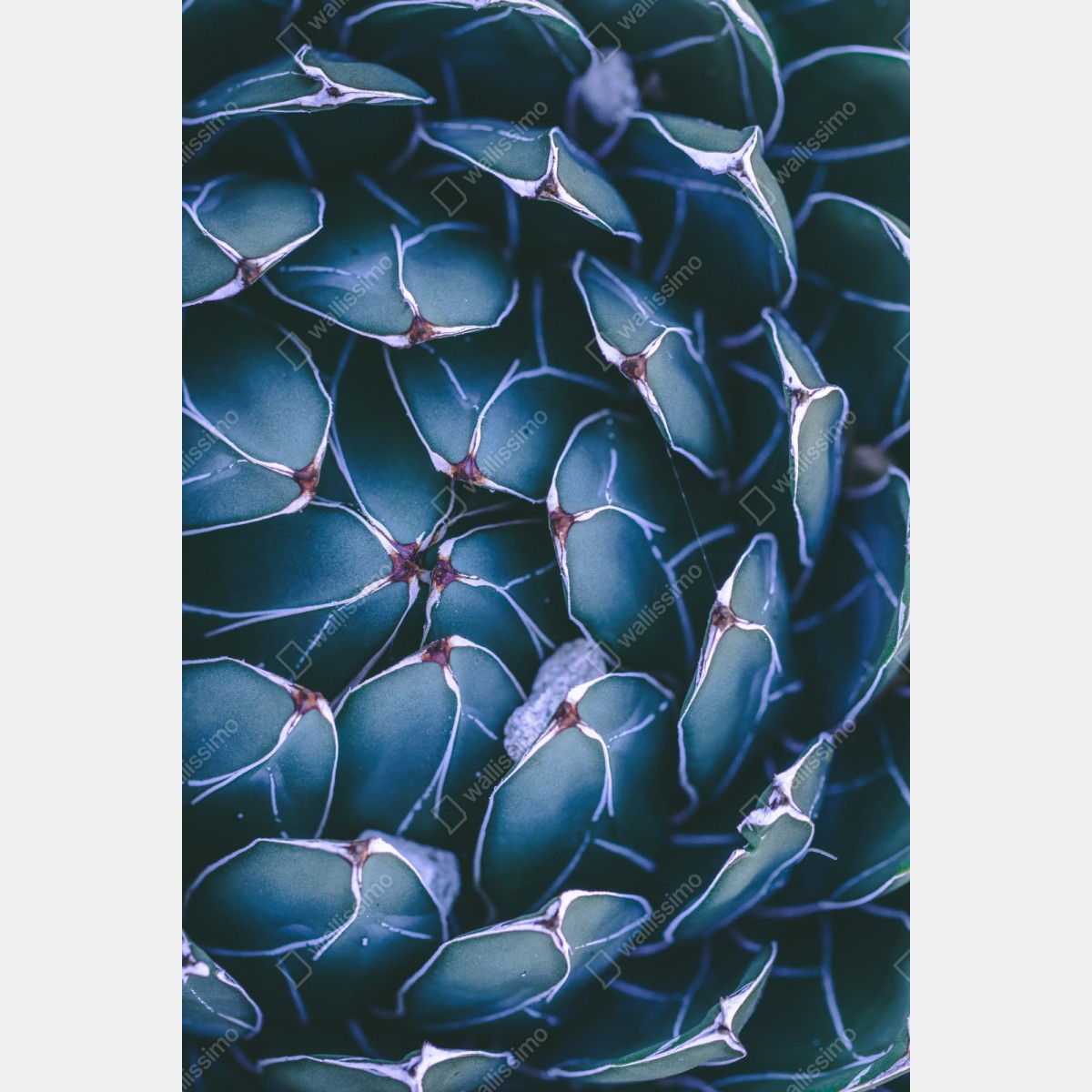 Naklejka repozycjonowalna geometryczne zbliżenie sukulenta w turkusie – Wallissimo® Naklejka repozycjonowalna geometryczne zbliżenie sukulenta w turkusie – Wallissimo®