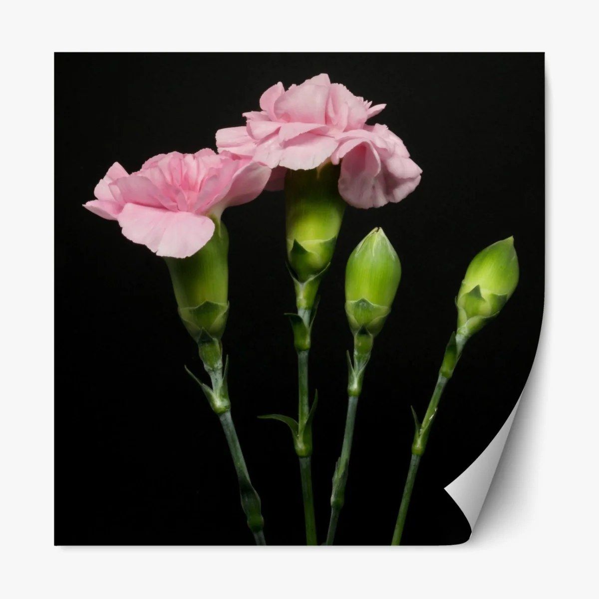 Naklejka repozycjonowalna różowe goździki na czarnym tle – Wallissimo® Naklejka repozycjonowalna różowe goździki na czarnym tle – Wallissimo®