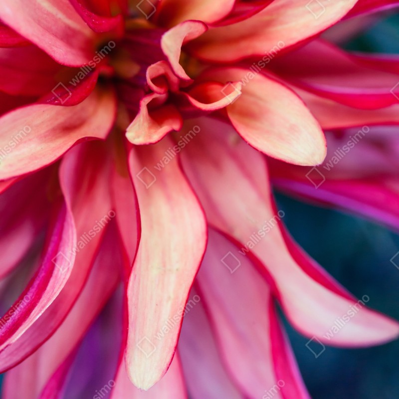 Naklejka repozycjonowalna żywe różowe makro kwiatu – Wallissimo® Naklejka repozycjonowalna żywe różowe makro kwiatu – Wallissimo®