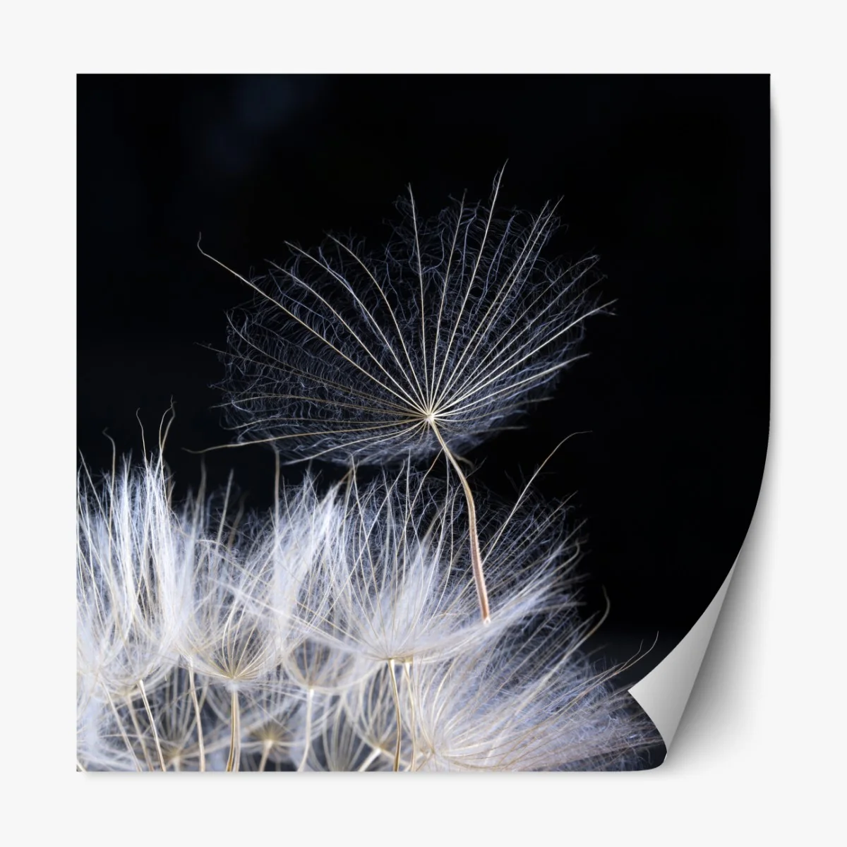 Naklejka repozycjonowalna delikatne ziarno mniszka na czarnym tle – Wallissimo® Naklejka repozycjonowalna delikatne ziarno mniszka na czarnym tle – Wallissimo®