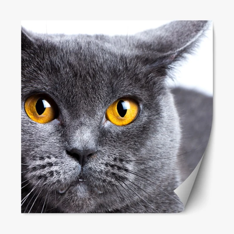 Naklejka repozycjonowalna zachwycający portret szarego kota z złotymi oczami