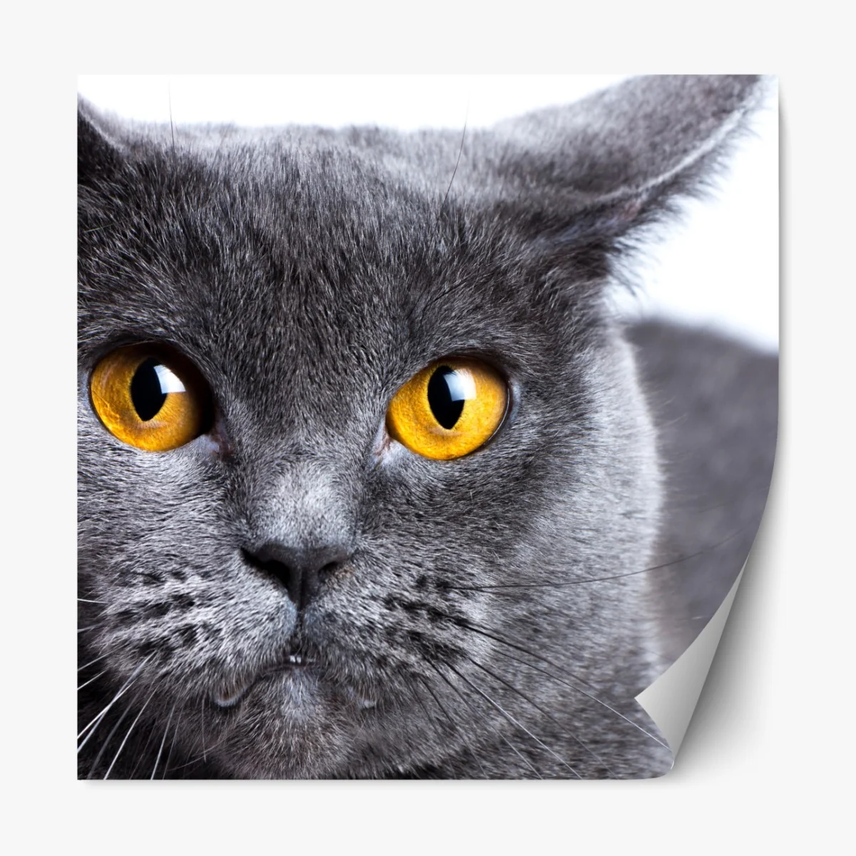 Naklejka repozycjonowalna zachwycający portret szarego kota z złotymi oczami – Wallissimo® Naklejka repozycjonowalna zachwycający portret szarego kota z złotymi oczami – Wallissimo®