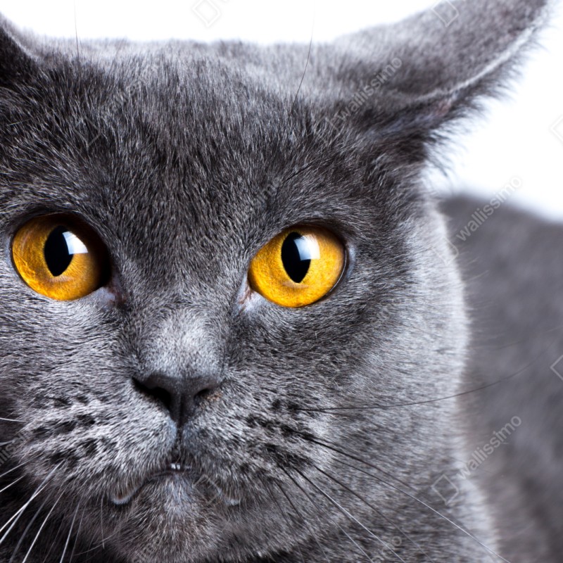 Naklejka repozycjonowalna zachwycający portret szarego kota z złotymi oczami – Wallissimo® Naklejka repozycjonowalna zachwycający portret szarego kota z złotymi oczami – Wallissimo®