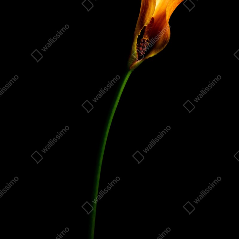 Naklejka repozycjonowalna złota kalia na czarnym tle – Wallissimo® Naklejka repozycjonowalna złota kalia na czarnym tle – Wallissimo®