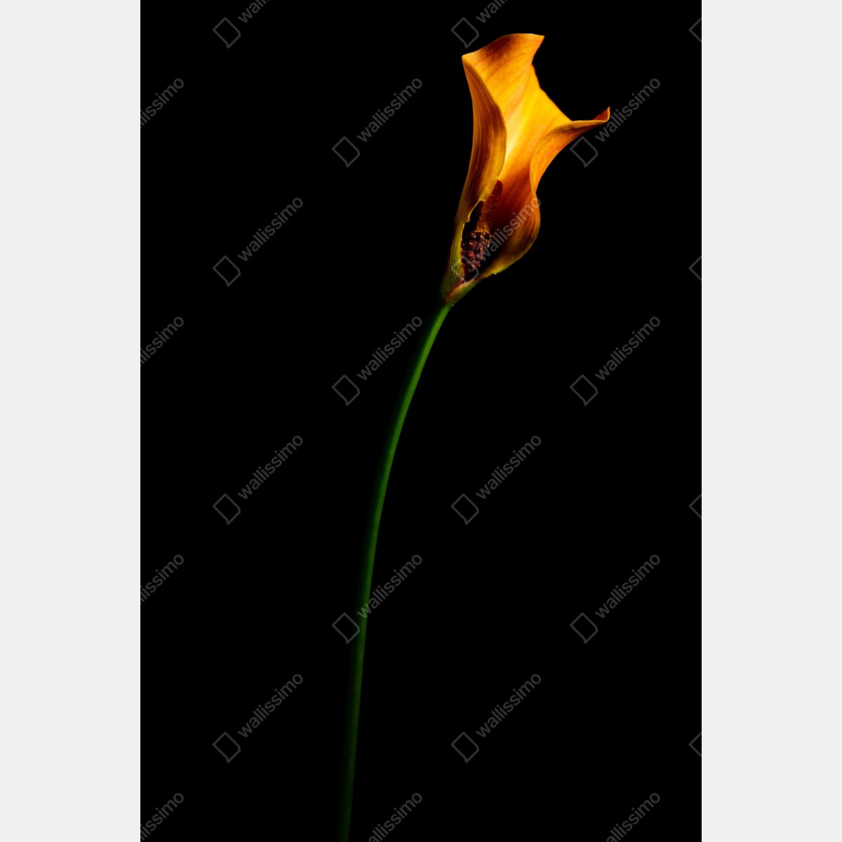 Naklejka repozycjonowalna złota kalia na czarnym tle – Wallissimo® Naklejka repozycjonowalna złota kalia na czarnym tle – Wallissimo®