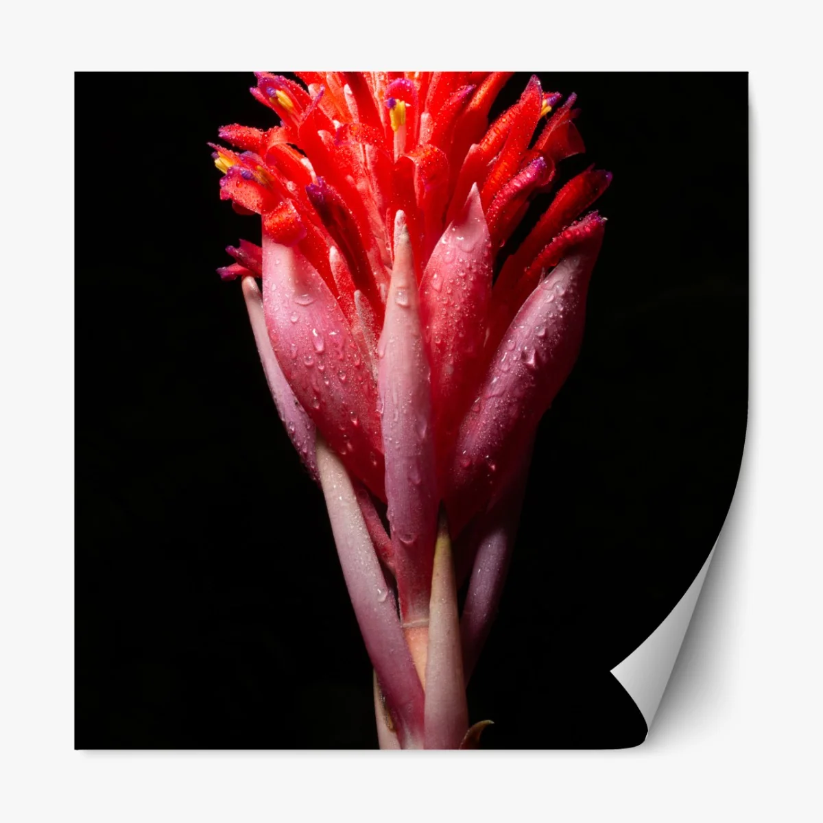 Naklejka repozycjonowalna intensywny różowy kwiat na czarnym tle – Wallissimo® Naklejka repozycjonowalna intensywny różowy kwiat na czarnym tle – Wallissimo®