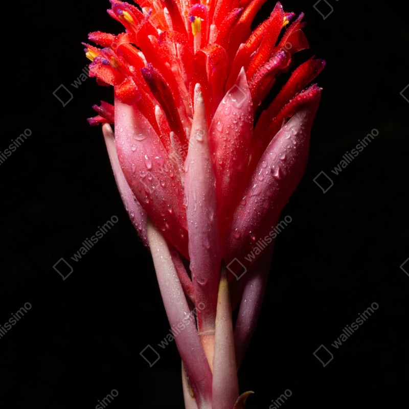 Naklejka repozycjonowalna intensywny różowy kwiat na czarnym tle – Wallissimo® Naklejka repozycjonowalna intensywny różowy kwiat na czarnym tle – Wallissimo®