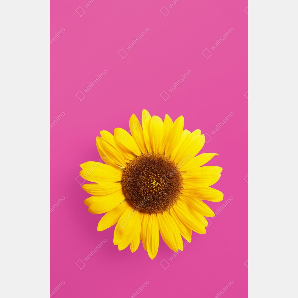 Naklejka repozycjonowalna jasny słonecznik na różowym tle – Wallissimo® Naklejka repozycjonowalna jasny słonecznik na różowym tle – Wallissimo®