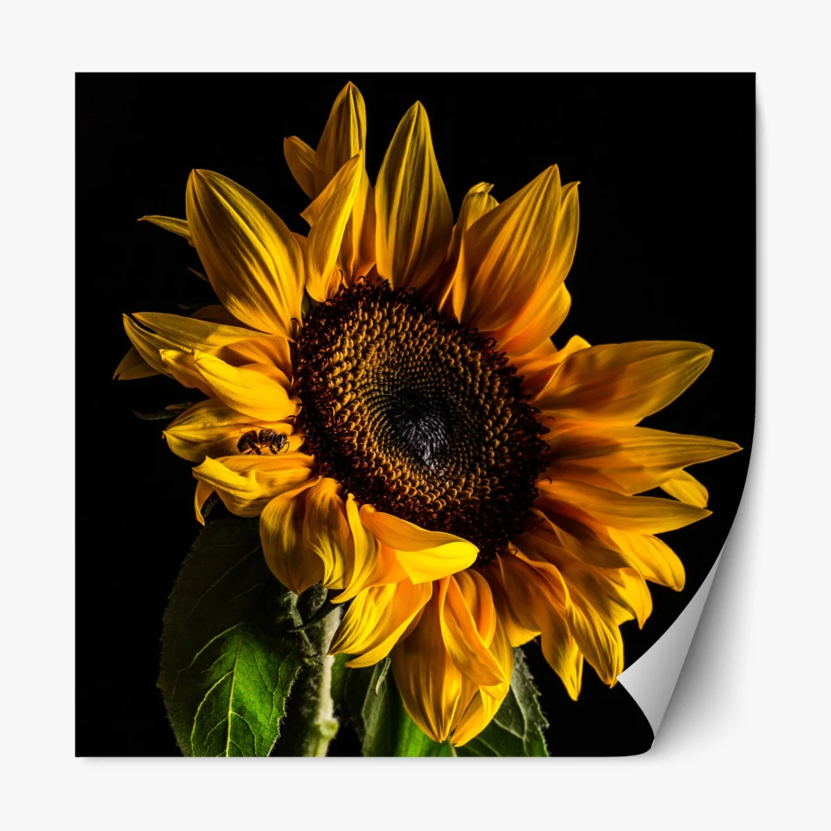 Naklejka repozycjonowalna złoty słonecznik w zbliżeniu – Wallissimo® Naklejka repozycjonowalna złoty słonecznik w zbliżeniu – Wallissimo®