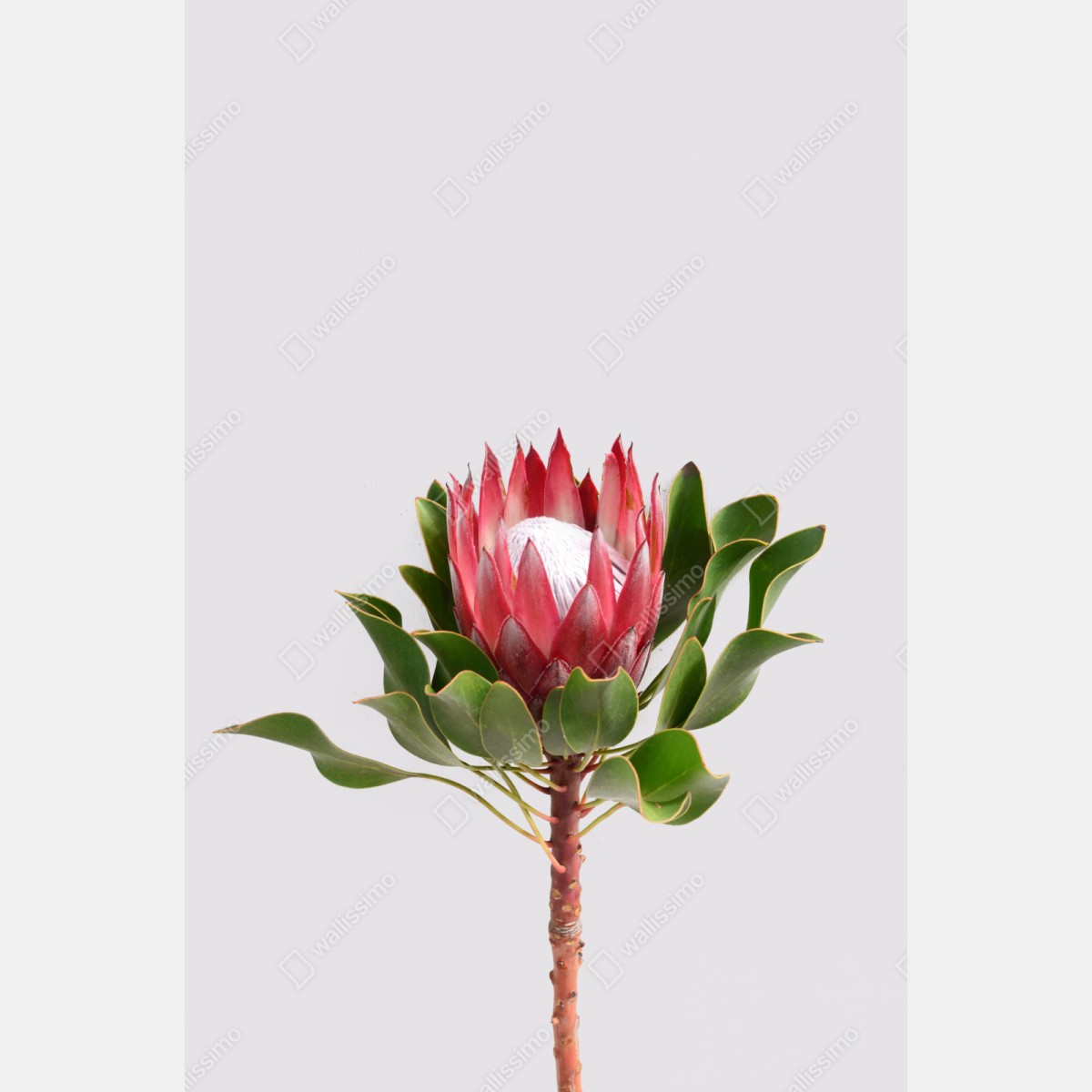 Naklejka repozycjonowalna różowa protea na neutralnym tle – Wallissimo® Naklejka repozycjonowalna różowa protea na neutralnym tle – Wallissimo®