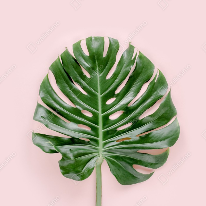 Naklejka repozycjonowalna liść monstera na pastelowym różowym tle – Wallissimo® Naklejka repozycjonowalna liść monstera na pastelowym różowym tle – Wallissimo®