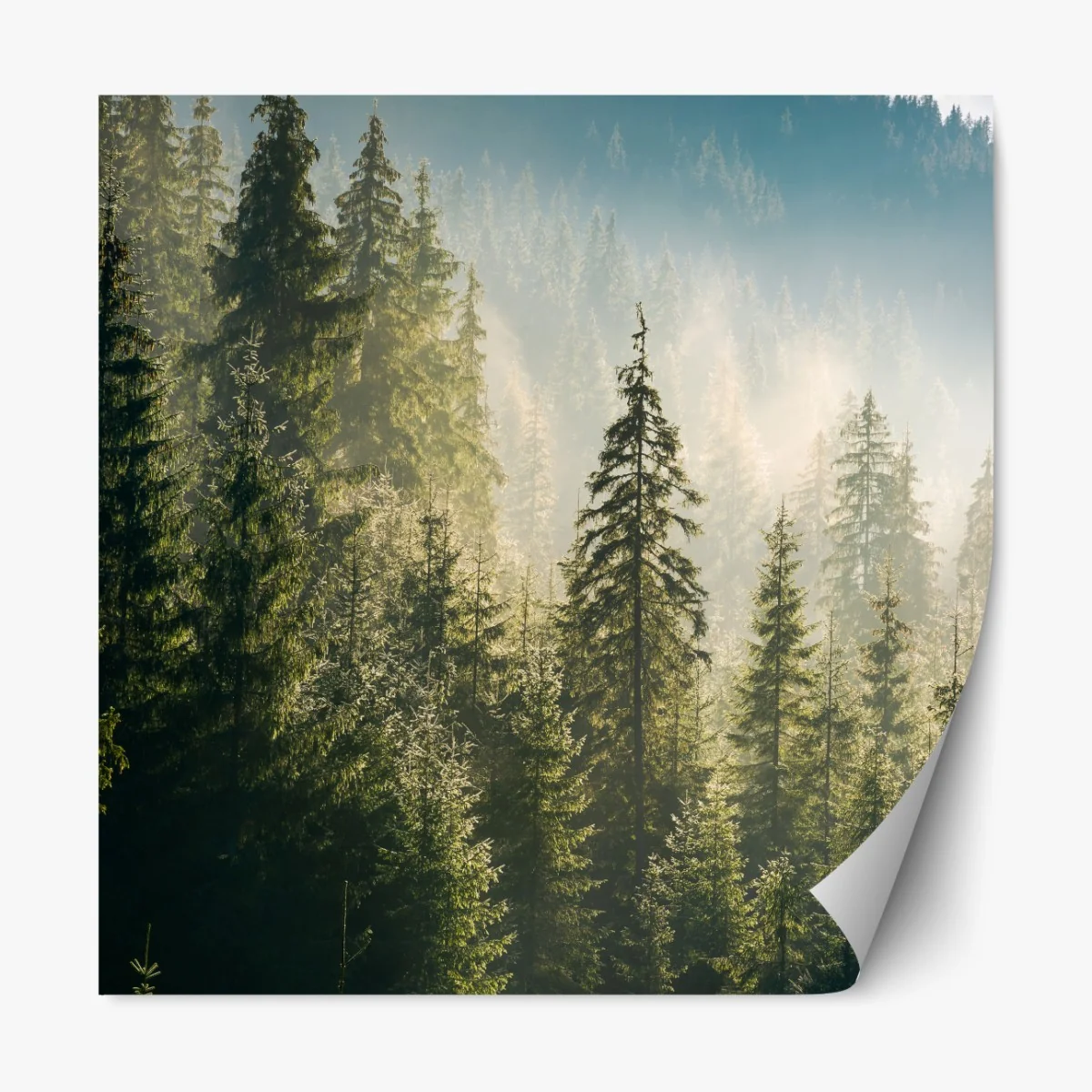 Naklejka repozycjonowalna mglisty świerkowy las w porannym świetle – Wallissimo® Naklejka repozycjonowalna mglisty świerkowy las w porannym świetle – Wallissimo®