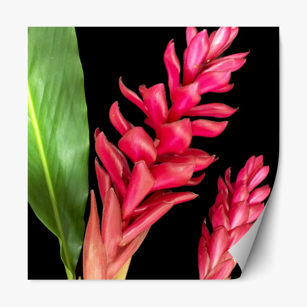 Naklejka repozycjonowalna żywy kwiat ognia na czarnym tle – Wallissimo® Naklejka repozycjonowalna żywy kwiat ognia na czarnym tle – Wallissimo®