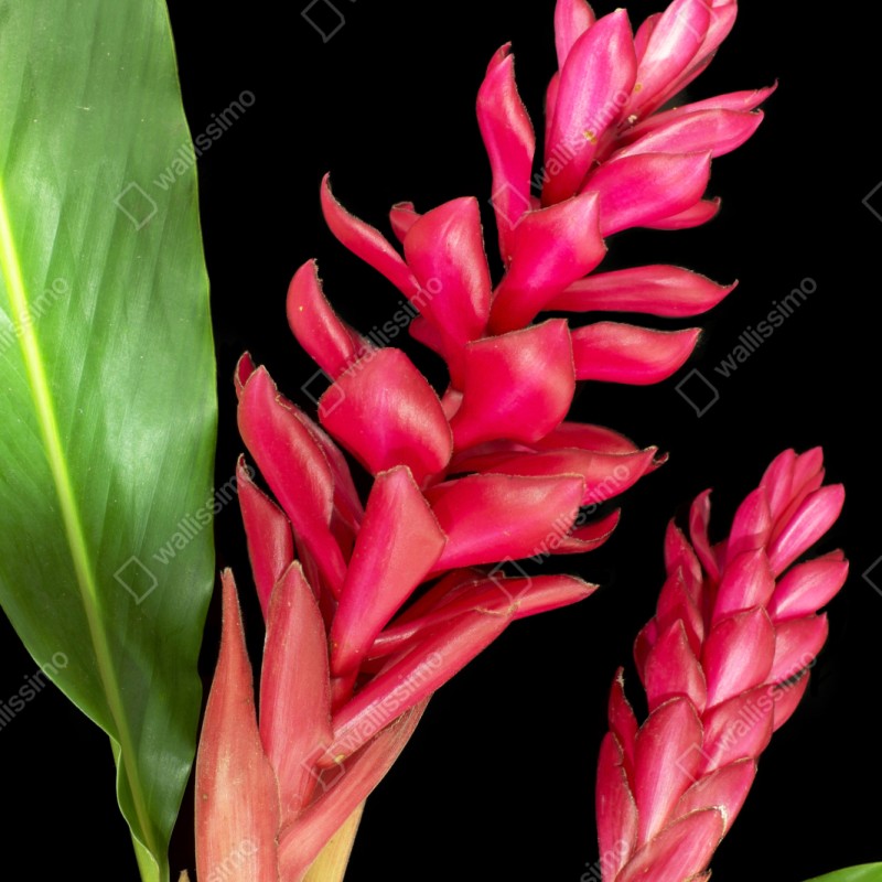 Naklejka repozycjonowalna żywy kwiat ognia na czarnym tle – Wallissimo® Naklejka repozycjonowalna żywy kwiat ognia na czarnym tle – Wallissimo®