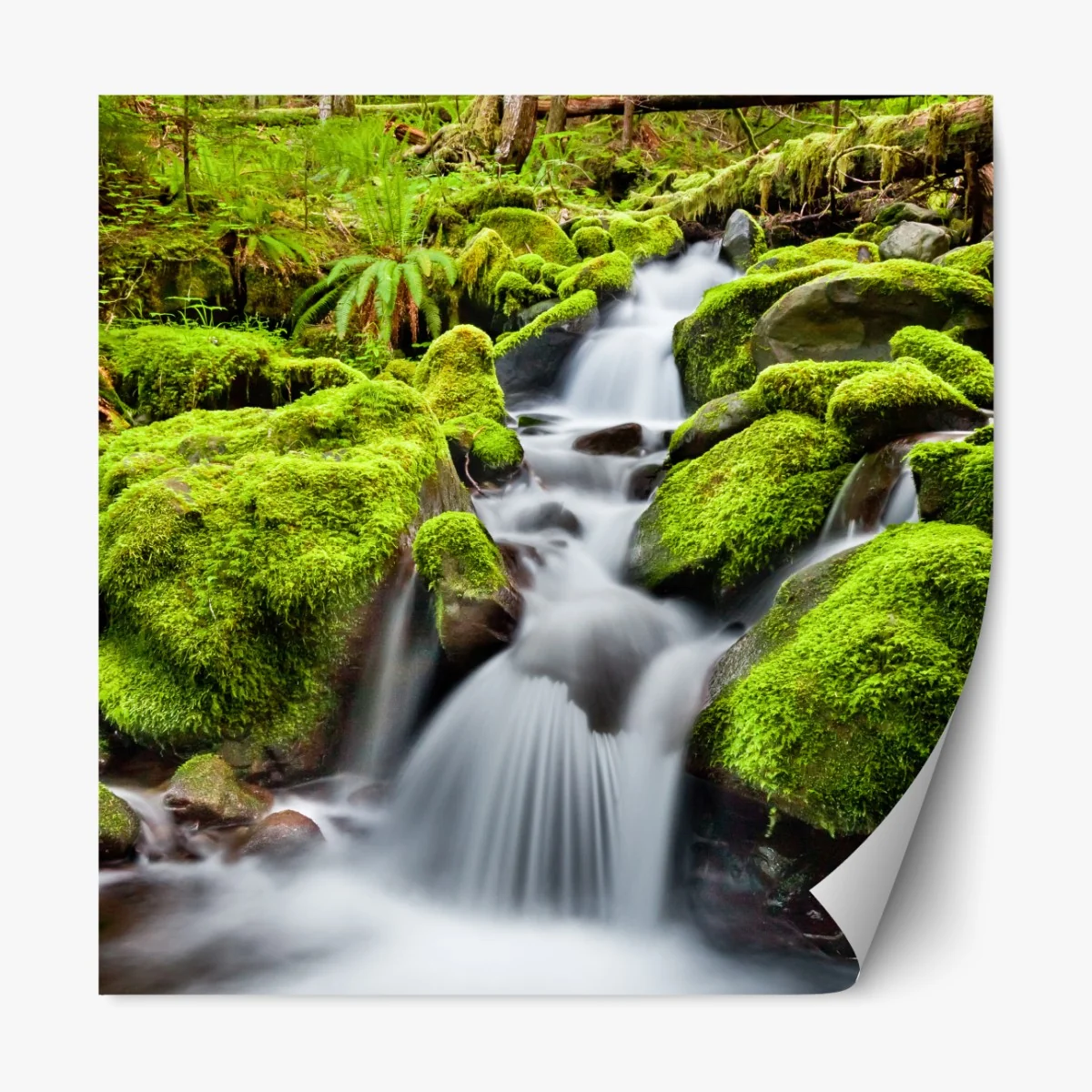 Naklejka repozycjonowalna mechowy strumień przy Sol Duc Falls – Wallissimo® Naklejka repozycjonowalna mechowy strumień przy Sol Duc Falls – Wallissimo®