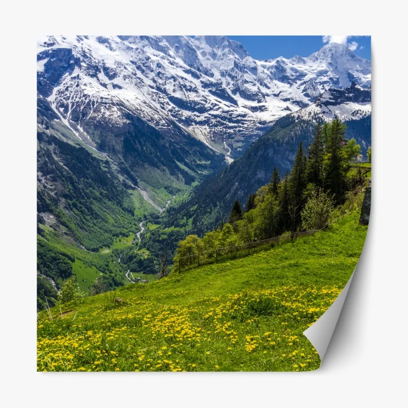 Naklejka repozycjonowalna zimowy las brzozowy ze złotym świtem – Wallissimo®