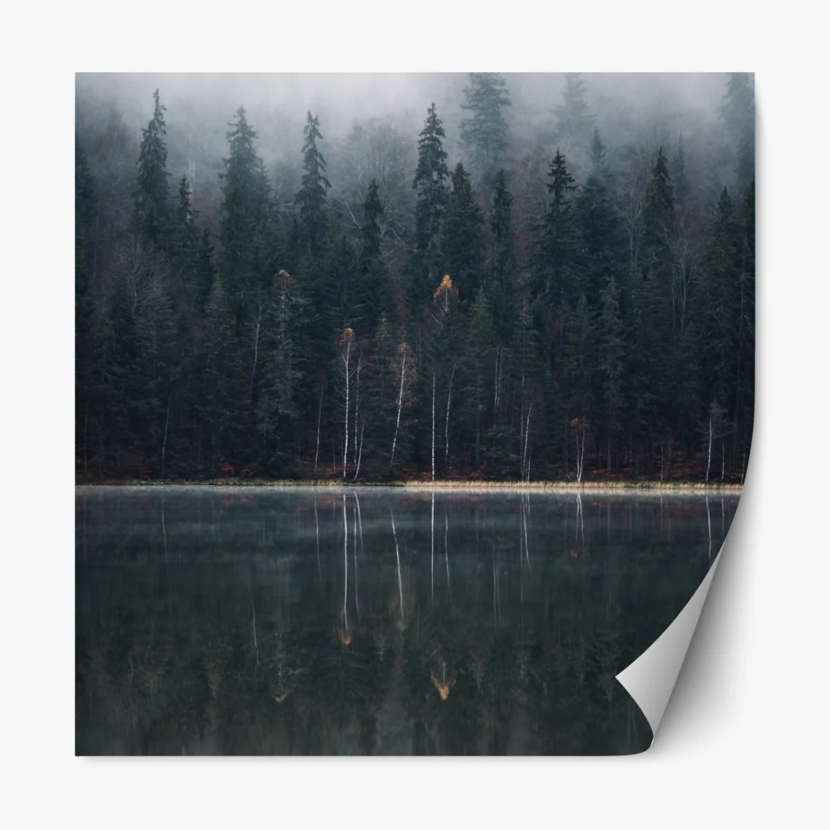 Naklejka repozycjonowalna mglista refleksja w lesie – Wallissimo® Naklejka repozycjonowalna mglista refleksja w lesie – Wallissimo®