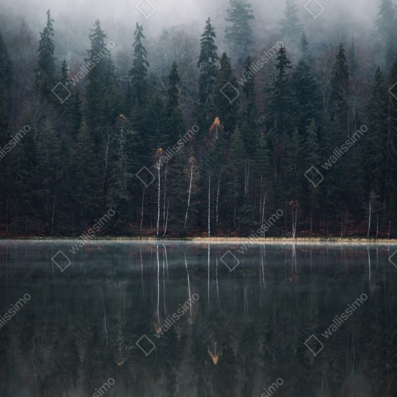 Naklejka repozycjonowalna mglista refleksja w lesie – Wallissimo® Naklejka repozycjonowalna mglista refleksja w lesie – Wallissimo®