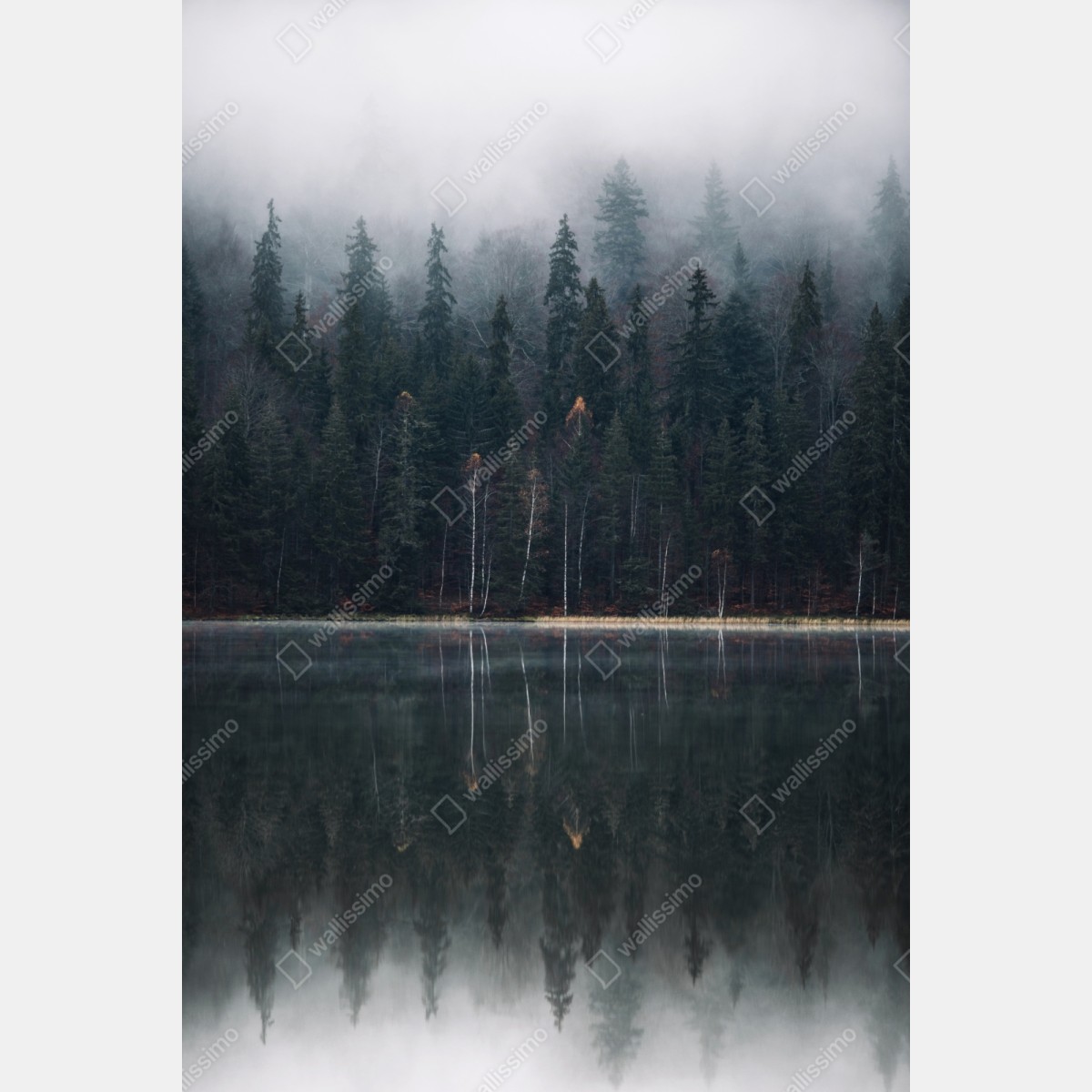 Naklejka repozycjonowalna mglista refleksja w lesie – Wallissimo® Naklejka repozycjonowalna mglista refleksja w lesie – Wallissimo®