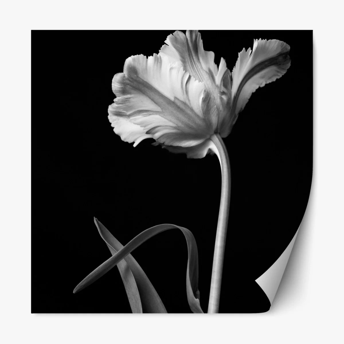 Naklejka repozycjonowalna elegancki monochromatyczny tulipan – Wallissimo® Naklejka repozycjonowalna elegancki monochromatyczny tulipan – Wallissimo®