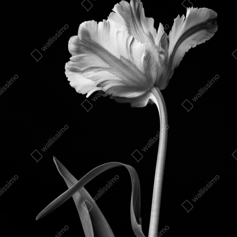 Naklejka repozycjonowalna elegancki monochromatyczny tulipan – Wallissimo® Naklejka repozycjonowalna elegancki monochromatyczny tulipan – Wallissimo®