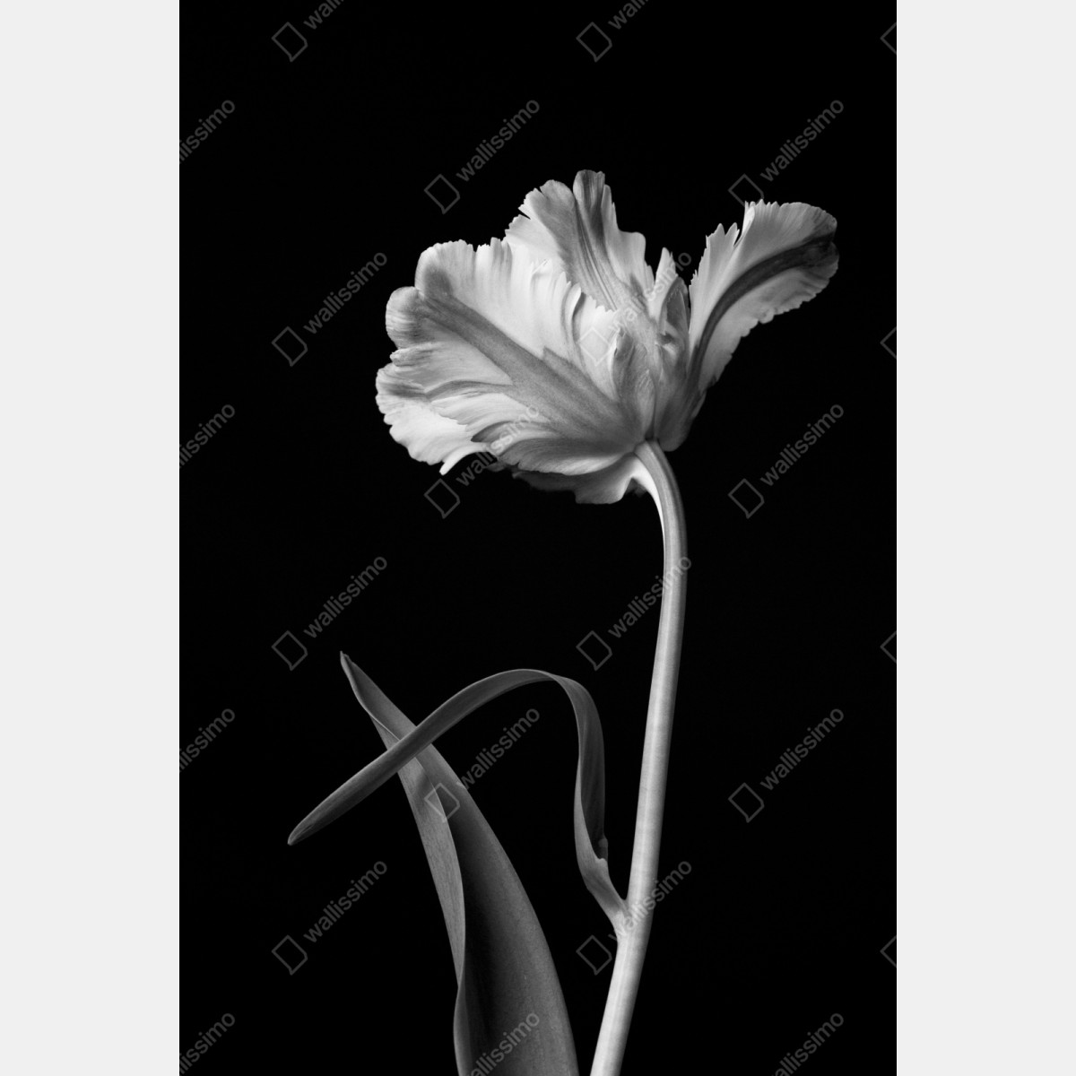 Naklejka repozycjonowalna elegancki monochromatyczny tulipan – Wallissimo® Naklejka repozycjonowalna elegancki monochromatyczny tulipan – Wallissimo®