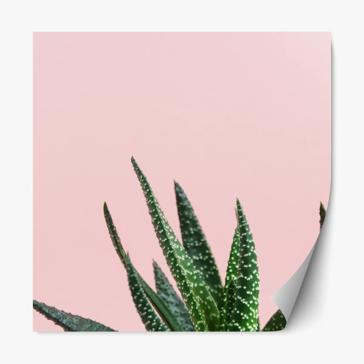 Naklejka repozycjonowalna zielony aloes na różowym tle – Wallissimo® Naklejka repozycjonowalna zielony aloes na różowym tle – Wallissimo®