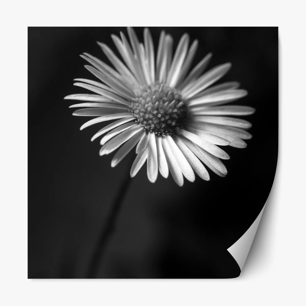 Naklejka repozycjonowalna monochromatyczna stokrotka w zbliżeniu – Wallissimo® Naklejka repozycjonowalna monochromatyczna stokrotka w zbliżeniu – Wallissimo®