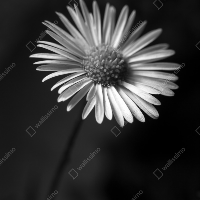 Naklejka repozycjonowalna monochromatyczna stokrotka w zbliżeniu – Wallissimo® Naklejka repozycjonowalna monochromatyczna stokrotka w zbliżeniu – Wallissimo®